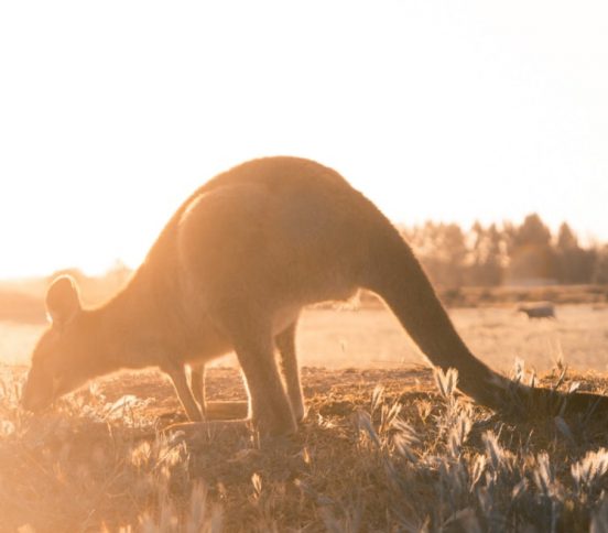 Kangaroo grazing during golden hour