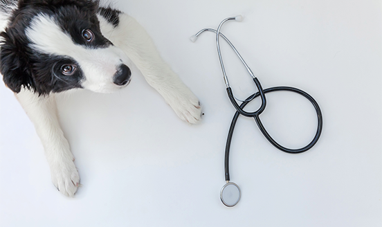 Black and white dog lying beside a stethoscope